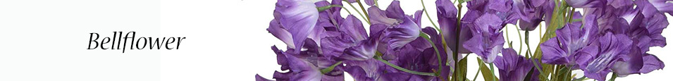 Bellflower