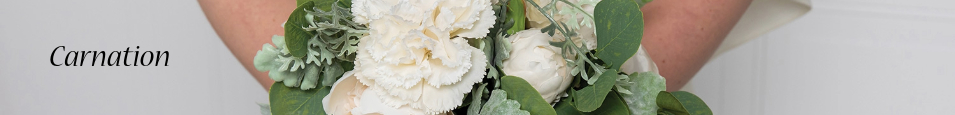 Carnation