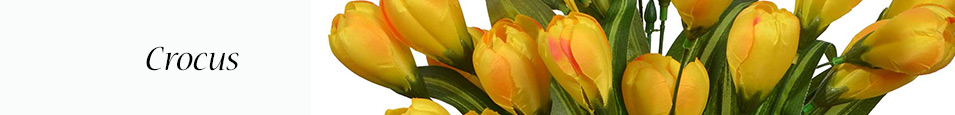 Crocus