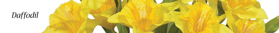 Daffodil