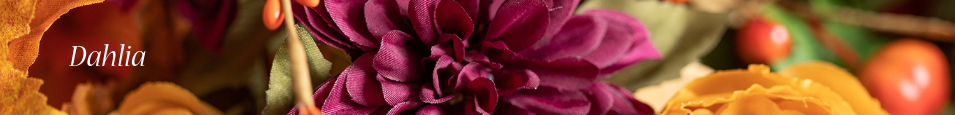 Dahlia