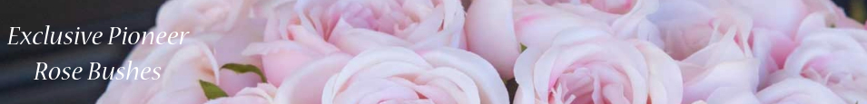 Exclusive_Pioneer_Rose_Bushes