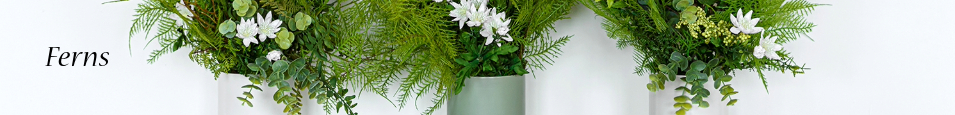Ferns