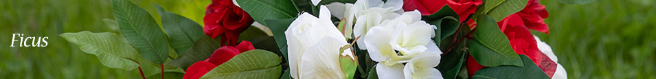 Ficus