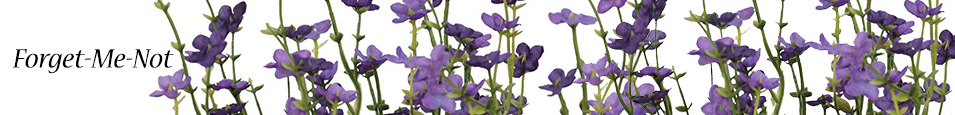 Forget-Me-Not