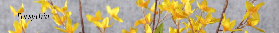 Forsythia