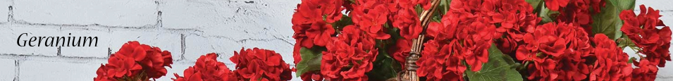 Geranium
