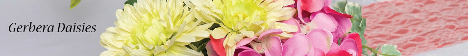 Gerbera_Daisies