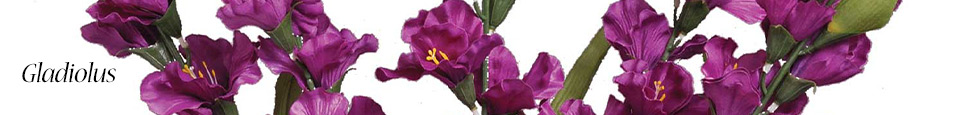 Gladiolus