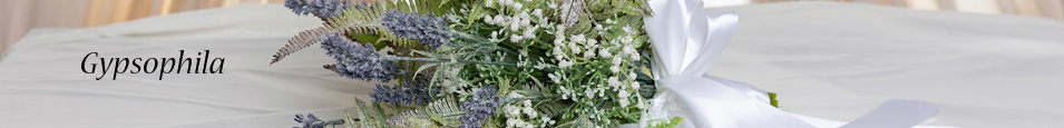 Gypsophila
