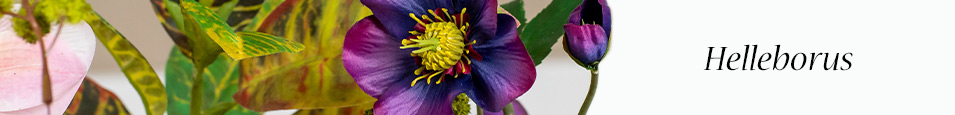 Helleborus