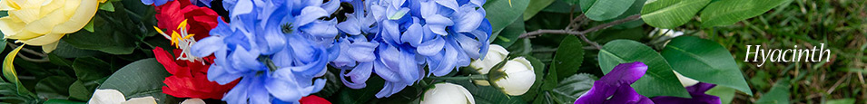 Hyacinth