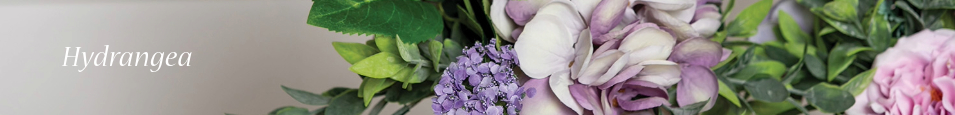 Hydrangea