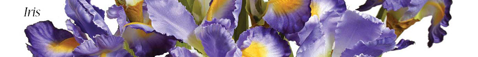 Iris