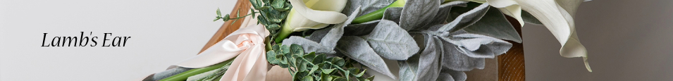 Lambs_Ear