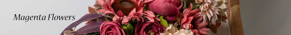 Magenta_Flowers