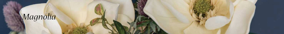 Magnolia