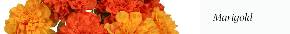 Marigold