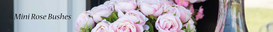 Mini_Rose_Bushes