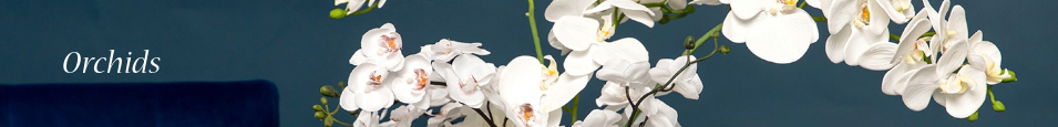 Orchids