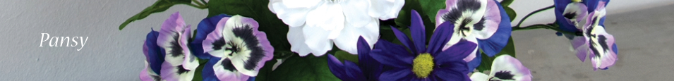 Pansy