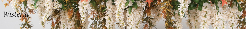 Wisteria