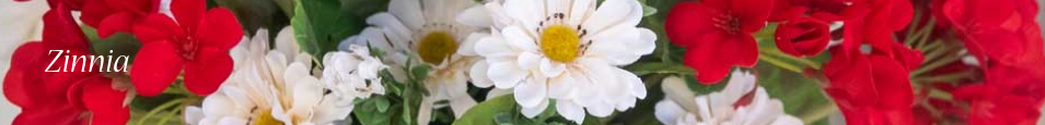 Zinnia