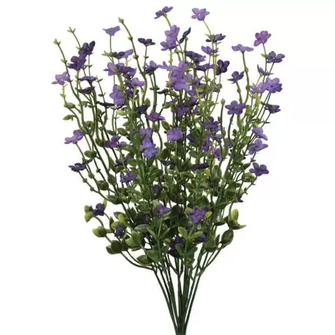 Forget-Me-Not Bush x11, 17.5
