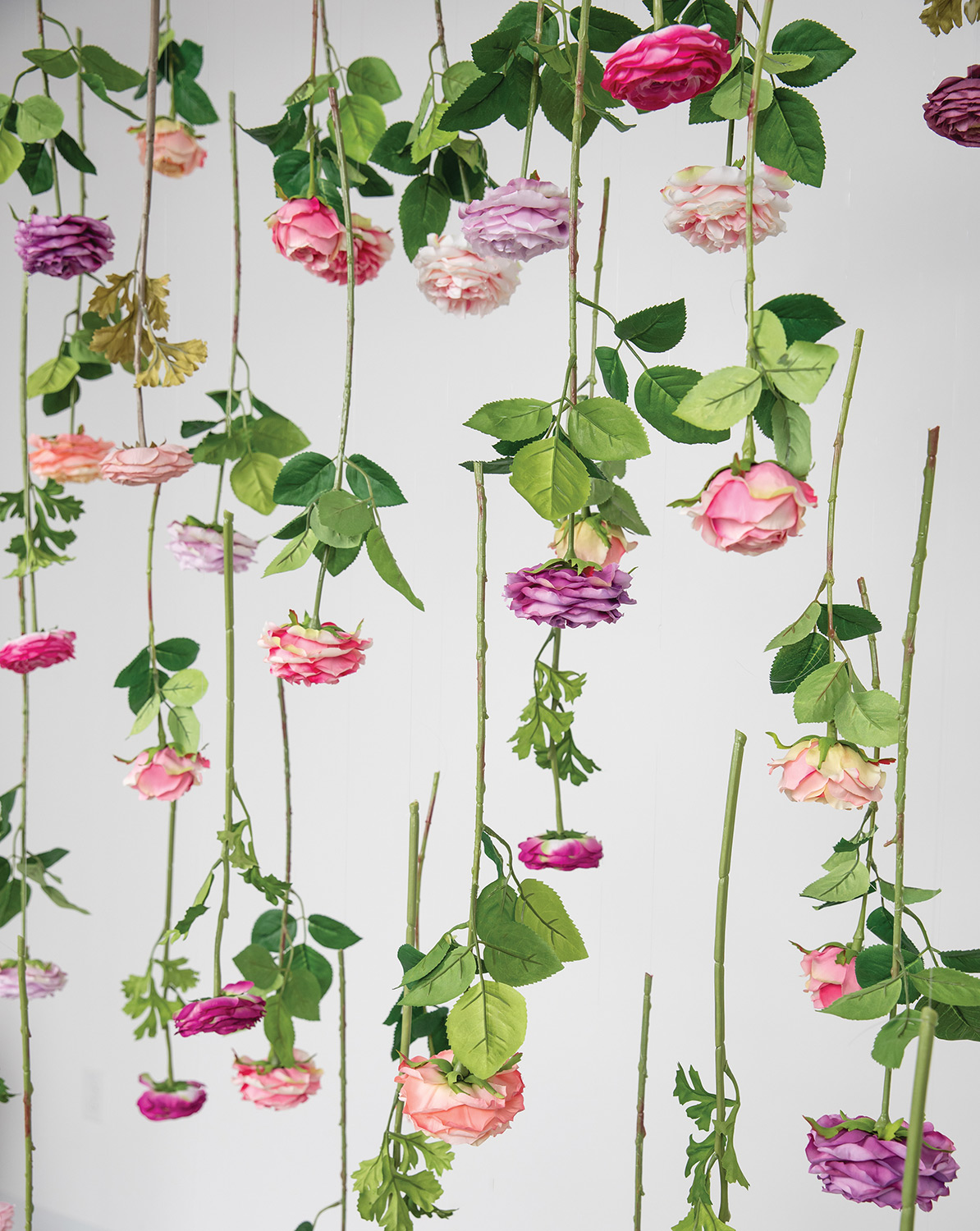 by_Flower_Stem_Wall_Rose-Ranunculus