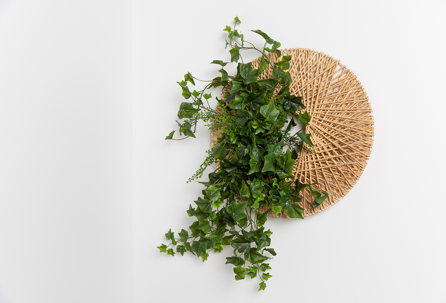 by_House_Plant_Craze-Ivy