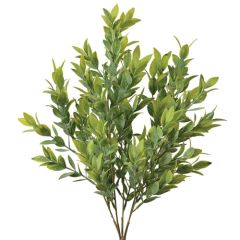 Israeli Ruscus Bush x5, 21.5" - Two-Tone Green