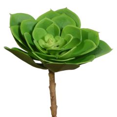 UV-Protected Echeveria Pick 6" - Green
