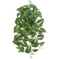 UV-Protected Hanging Coleus Bush x10, 25" - Green/Cream