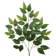 Ficus Spray 22" - Green