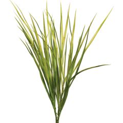 Zebra Grass Bush x6, 18" - Green