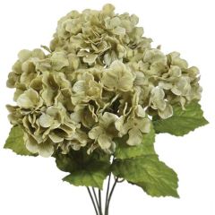Hydrangea Bush x5, 17" - Classic Sage