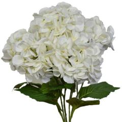 Premium Hydrangea Bush x5, 23" - White