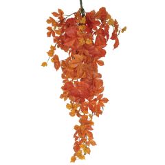 Hanging Maple Ivy Bush x10, 39" - Orange