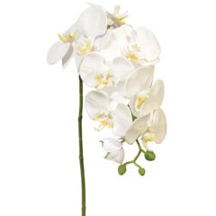 Phalaenopsis Orchid Spray 28" - White