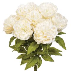 Peony Bush x7, 19" - Cream