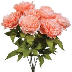 Peony Bush x7, 19" - Peach