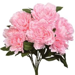 Peony Bush x7, 20" - Light Pink
