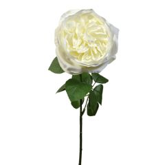 Premium English Rose Stem 21" - White