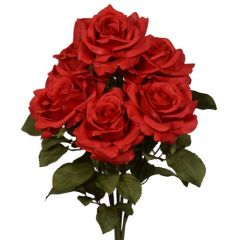 Premium Open Rose Bush x6, 20" - Red