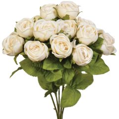 Mini Cabbage Rose Bush x7, 15" - Cream