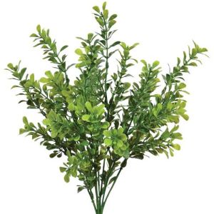 Boxwood Bush x7, 15