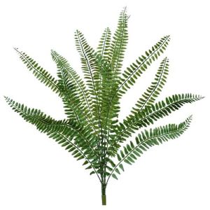 Boston Fern Bush x3, 29