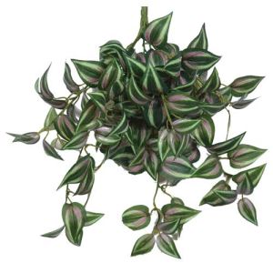 Hanging Tradescantia (