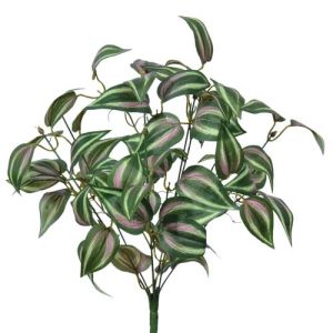 Tradescantia (
