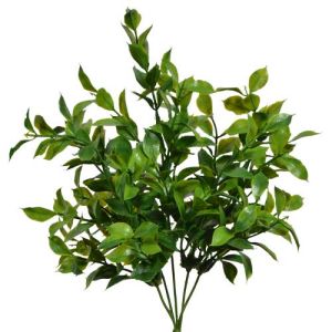 Orange Jasmine Bush x5, 14